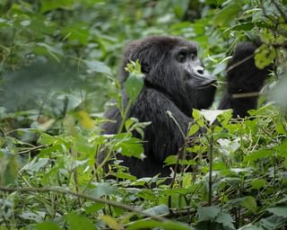 Mountain Gorilla Uganda Mountain Gorilla Uganda