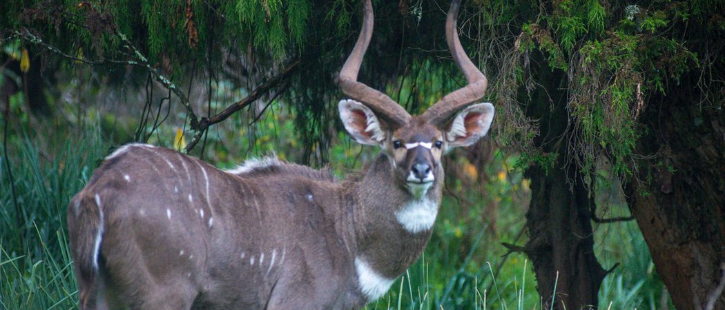 Mountain Nyala Ram  Bale  Eto