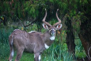 Mountain Nyala Ram Bale Eto Mountain Nyala Ram Bale Eto