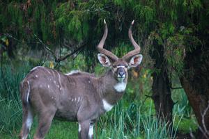 Mountain Nyala Ram  Bale  Eto