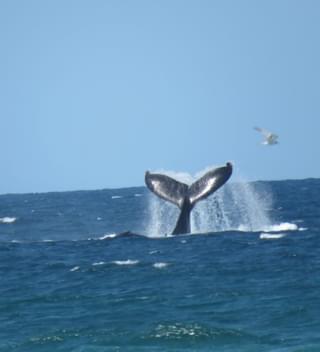 Mozambique Whale Viewing