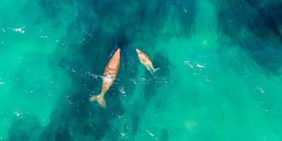 Mozambique Whale Watching From Above