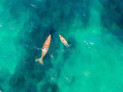 Mozambique Whale Watching From Above