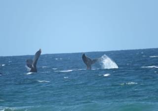 Mozambique Whale Watching