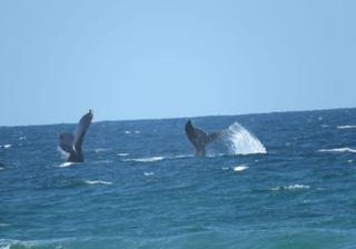 Mozambique Whale Watching