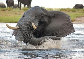 Muchenje Safari Lodge Elephant Splash