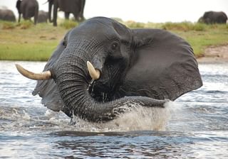 Muchenje Safari Lodge Elephant Splash Muchenje Safari Lodge Elephant Splash