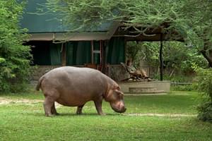 Mvuu Lodge Hippo At Camp