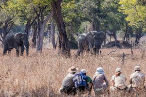 Mwaleshi Walking Safari