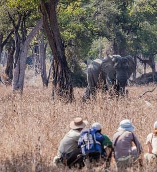 Mwaleshi Walking Safari