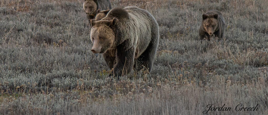 NAT HAB jordan creech Grizzly Bear Myoming US