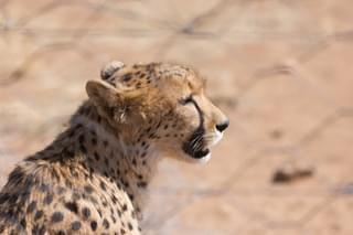 Naankuse Lodge Windhuk Namibia Cheetah