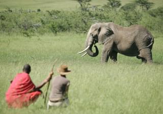Naboisho Camp Walking Safari Elephant 2