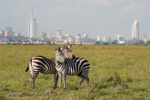 Nairobi National Park With City Skyline Nairobi National Park With City Skyline