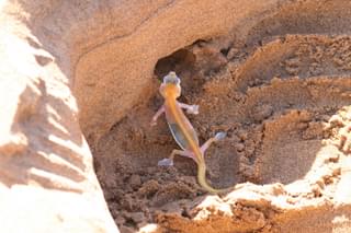 Namibia Dune Gecko Swakopmund - Margo