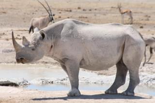 Namibia Etosha Black Rhino - Margo