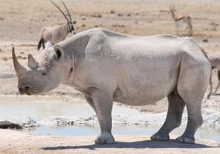 Namibia Etosha Black Rhino - Margo