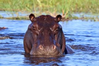Namibia Nkasa Linyanti Hippo 2 Namibia Nkasa Linyanti Hippo 2