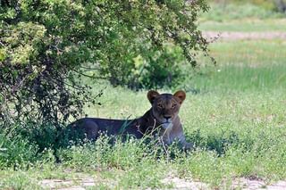 Namibia Nkasa Linyanti Lion 1 Namibia Nkasa Linyanti Lion 1