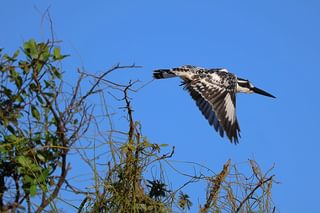 Namibia Nkasa Linyanti Pied Kingfisher 1 Namibia Nkasa Linyanti Pied Kingfisher 1