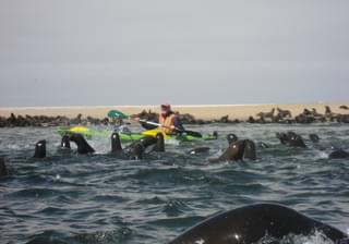 Namibia Swakopmund Kayak Among Seals Lovelh