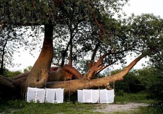 Natural Selection Mosquito Net Tents 1 Natural Selection Mosquito Net Tents 1