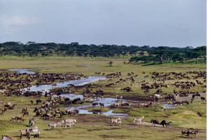 Ndutu Safari Lodge Wildlife Ndutu Safari Lodge Wildlife