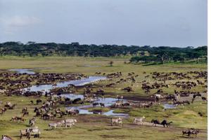 Ndutu  Safari  Lodge  Wildlife