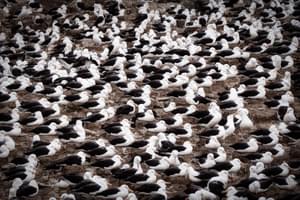 Nesting albatosses Falkland islands