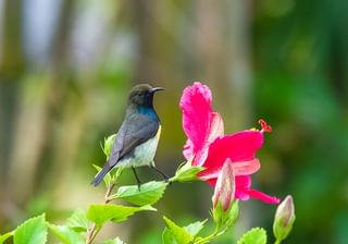 Newtons Sunbird In Sao Tome And Principe