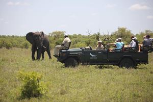 Ngala Safari Lodge Game Drive 1