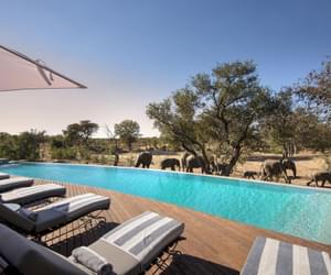Ngala Safari Lodge Swimming Pool