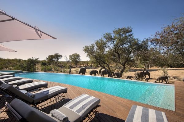 Ngala Safari Lodge Swimming Pool Ngala Safari Lodge Swimming Pool