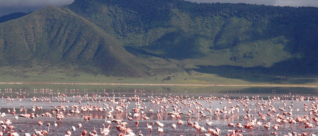 Ngorongoro Crater flamingoes
