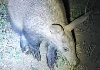 Night Safari Ardvark