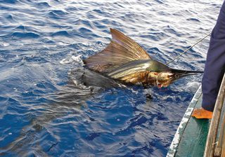 Nika Island Fishing