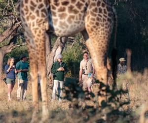 Nkonzi Walking Safari