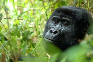 Nkuringo Bwindi Gorilla Lodge Gorillas Nkuringo Bwindi Gorilla Lodge Gorillas