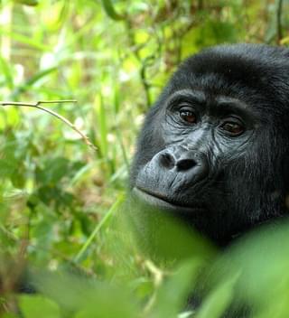 Nkuringo Bwindi Gorilla Lodge Gorillas