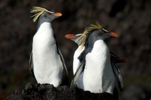 Northern Rockhopper Tristan da Cunha Atlantic Odyssey Erwin Vermeulen Oceanwide Expeditions 1 jpg Erwin Vermeulen