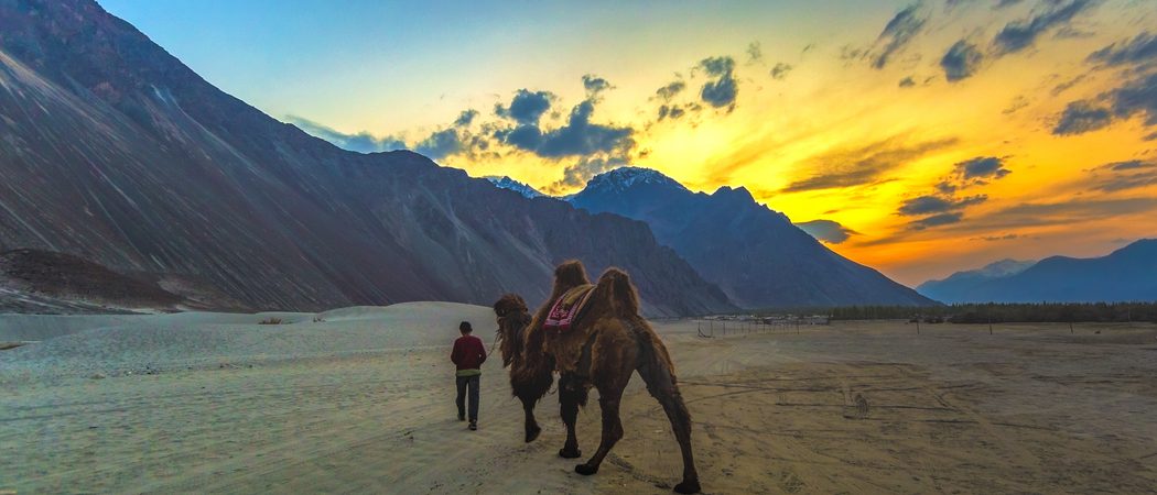 Nubra Valley Camel