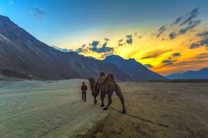 Nubra Valley Camel