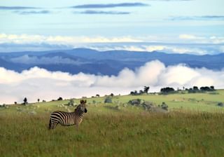 Nyika Zebra Nyika Zebra