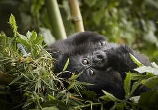 Oo Gorillas Nest Flora Fauna Gorilla Trek 21628 Master