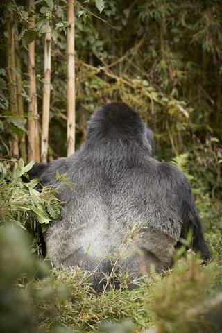 Oo Gorillas Nest Flora Fauna Gorilla Trek 22462 Master Oo Gorillas Nest Flora Fauna Gorilla Trek 22462 Master