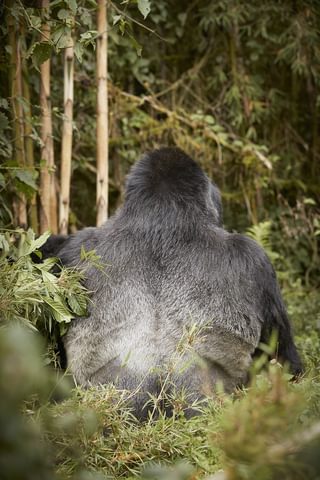 Oo Gorillas Nest Flora Fauna Gorilla Trek 22462 Master Oo Gorillas Nest Flora Fauna Gorilla Trek 22462 Master