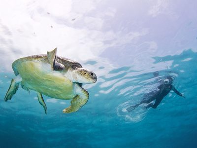 Ocean Safari Snorkelling In The Tofo Area Of Mozambique