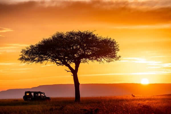 Offbeat Mara Camp game drive Offbeat Mara Camp game drive