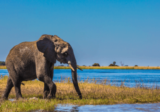 Okavango Delta Canva Pro Okavango Delta Canva Pro