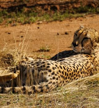 Okonjima Nature Reserve Namibia Cheetah